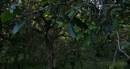 云南普洱古茶树