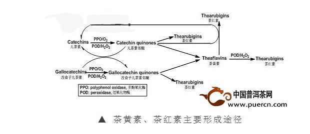 普洱茶越陈越香的科学依据